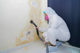 Best Environmental Consulting for Mold Prevention in Xenia, OH